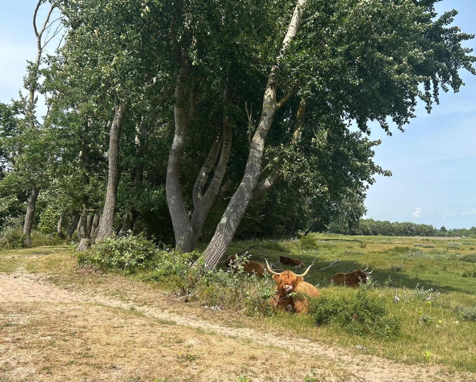 Zomerhuis Duinzicht Egmond aan den Hoef Exterior foto